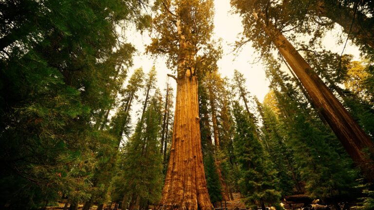 tree