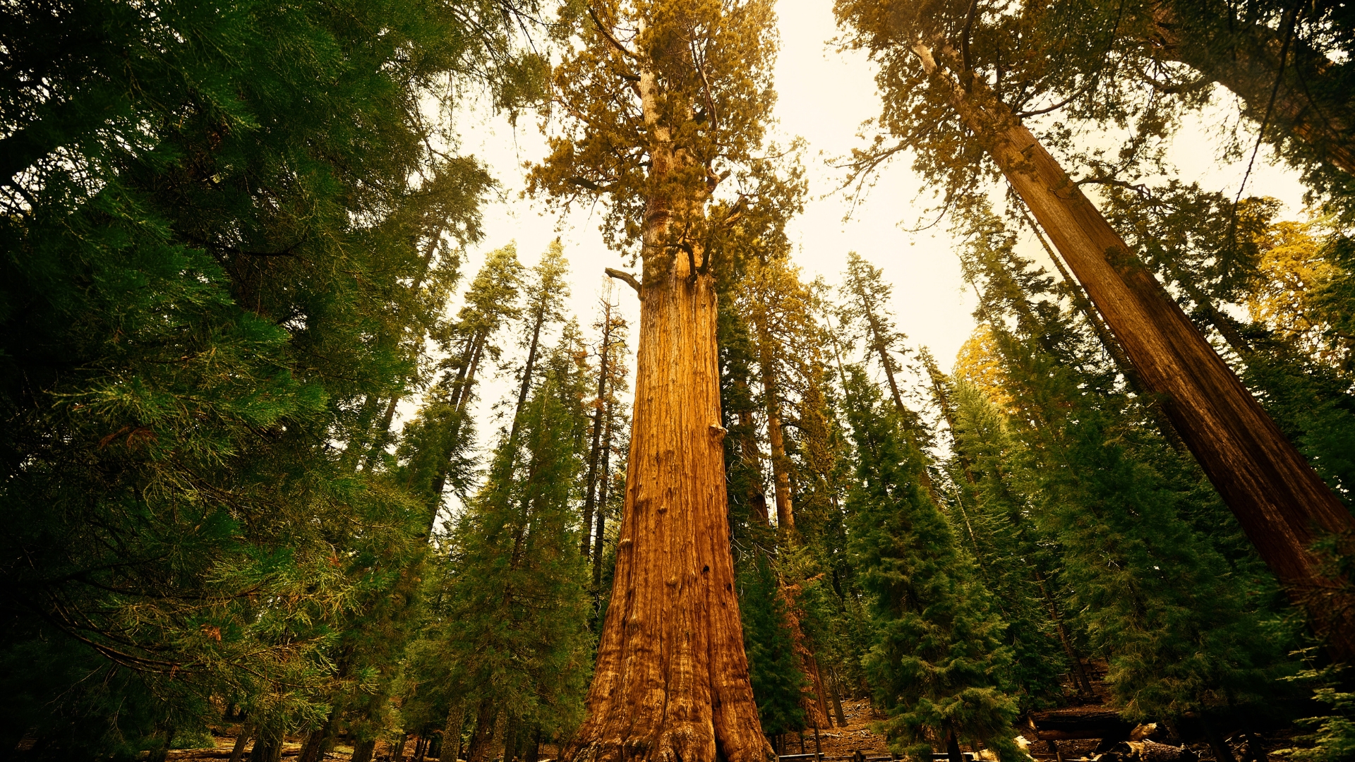 tree