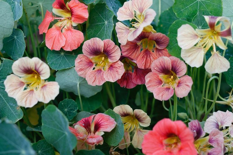 Nasturtiums