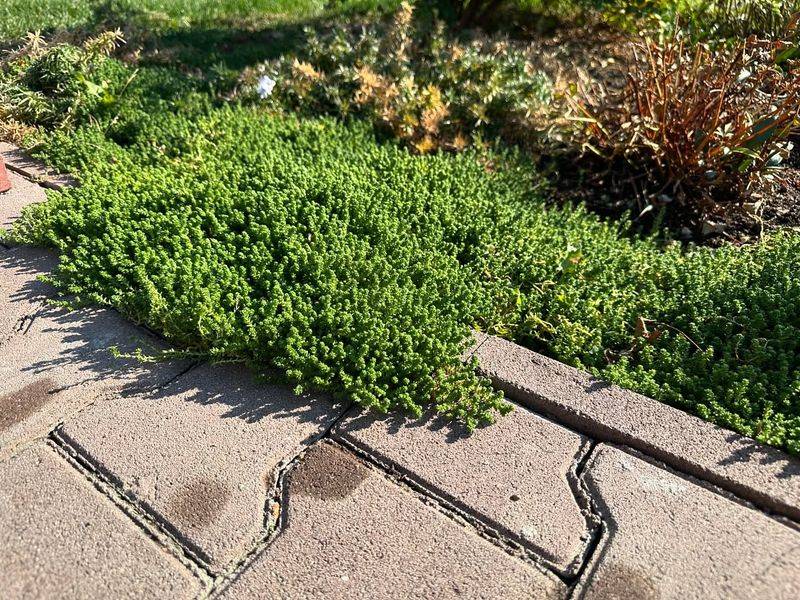 Rupturewort