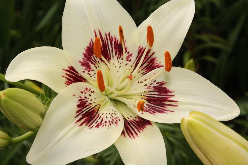 Lilies