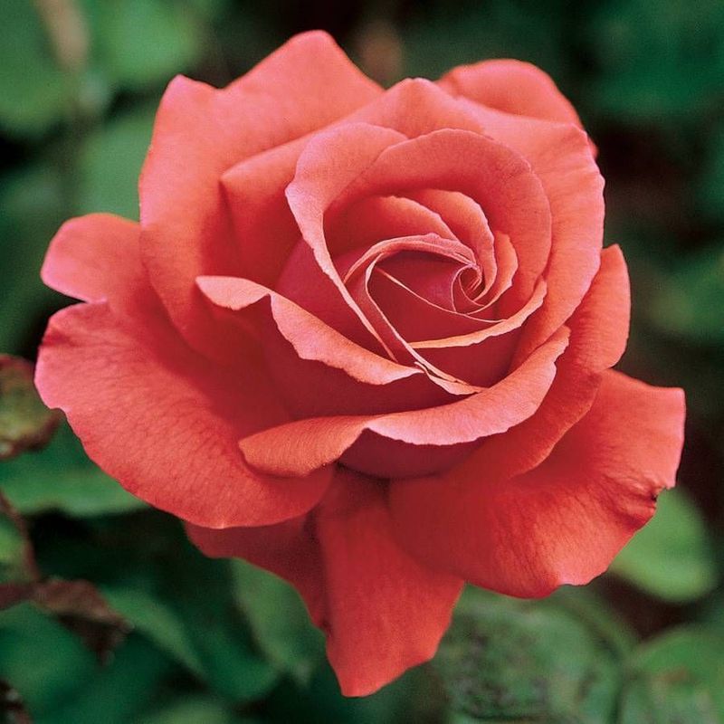 Hybrid Tea Roses