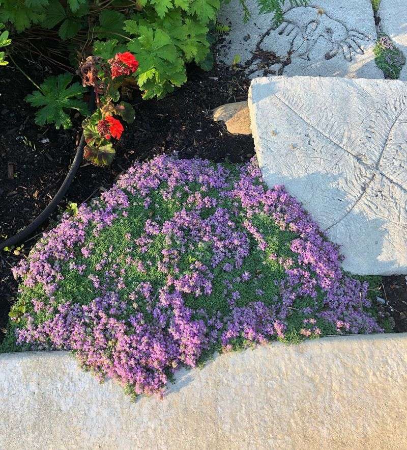 Elfin Thyme