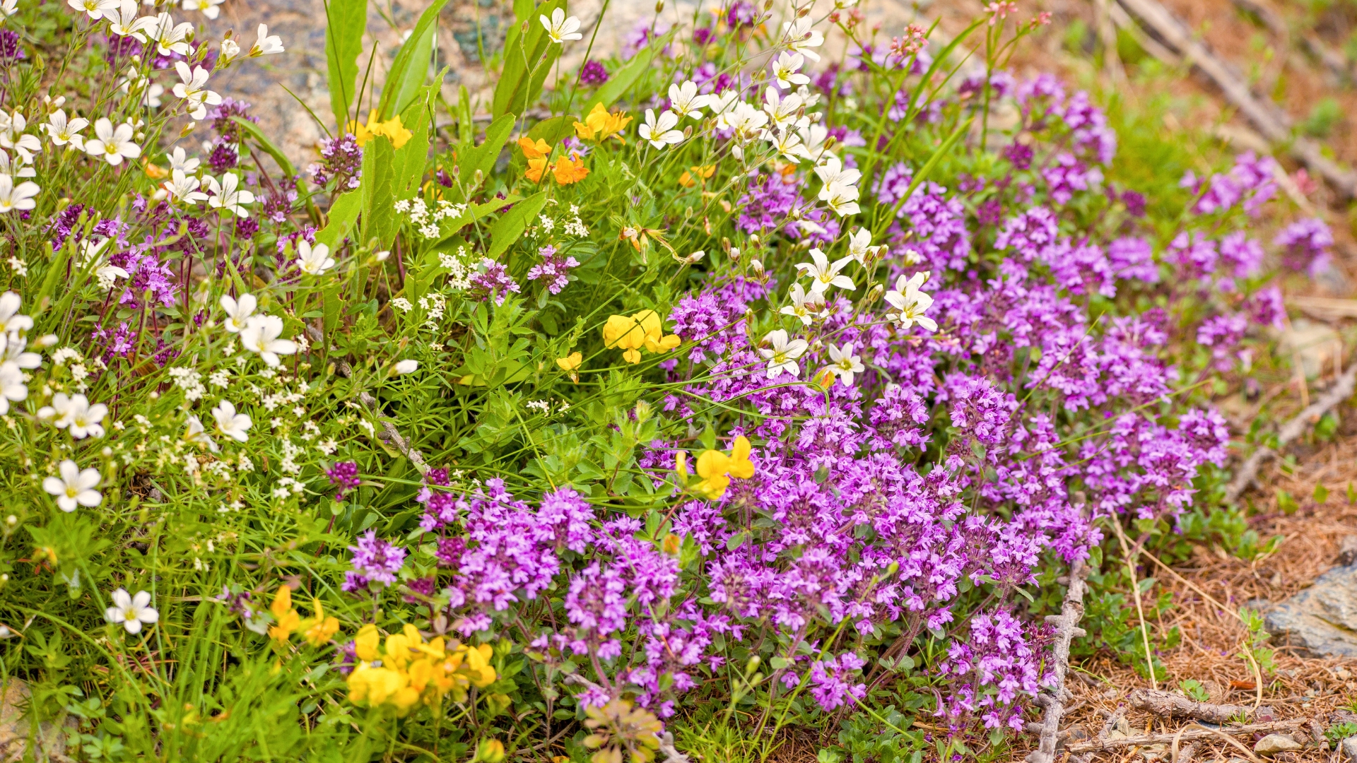 plants
