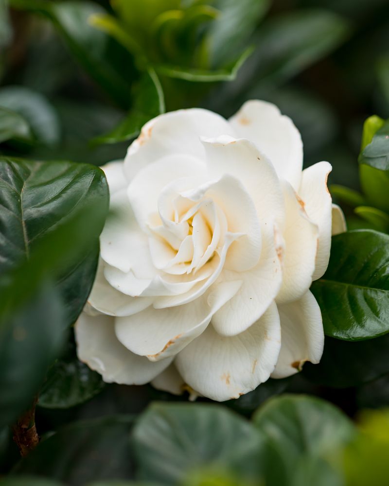 Gardenias