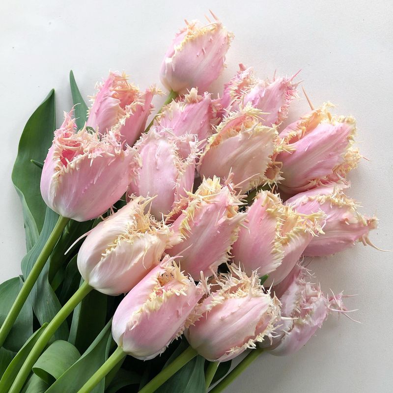 Tulips
