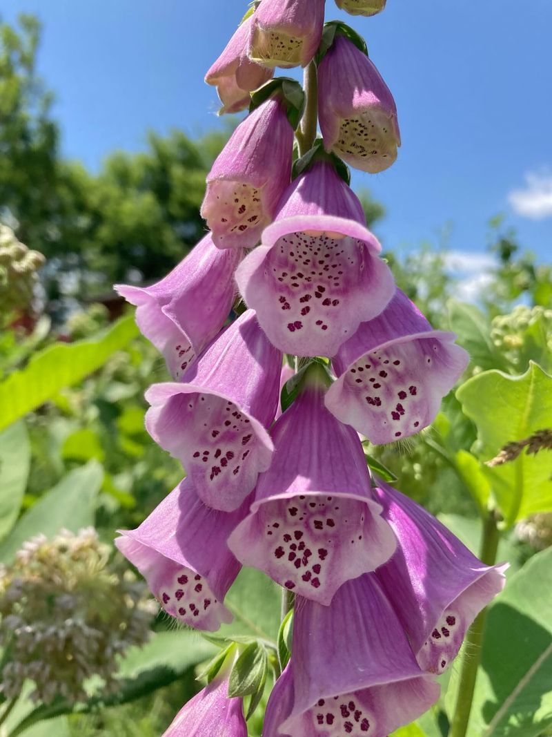 Foxglove