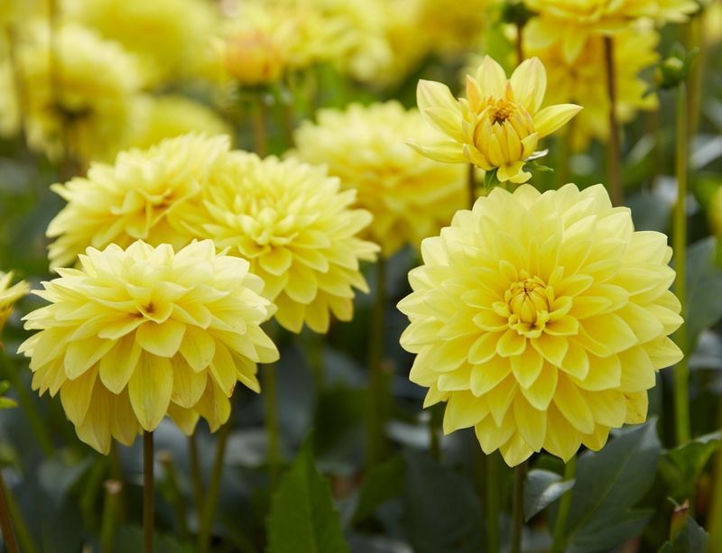 Dahlias