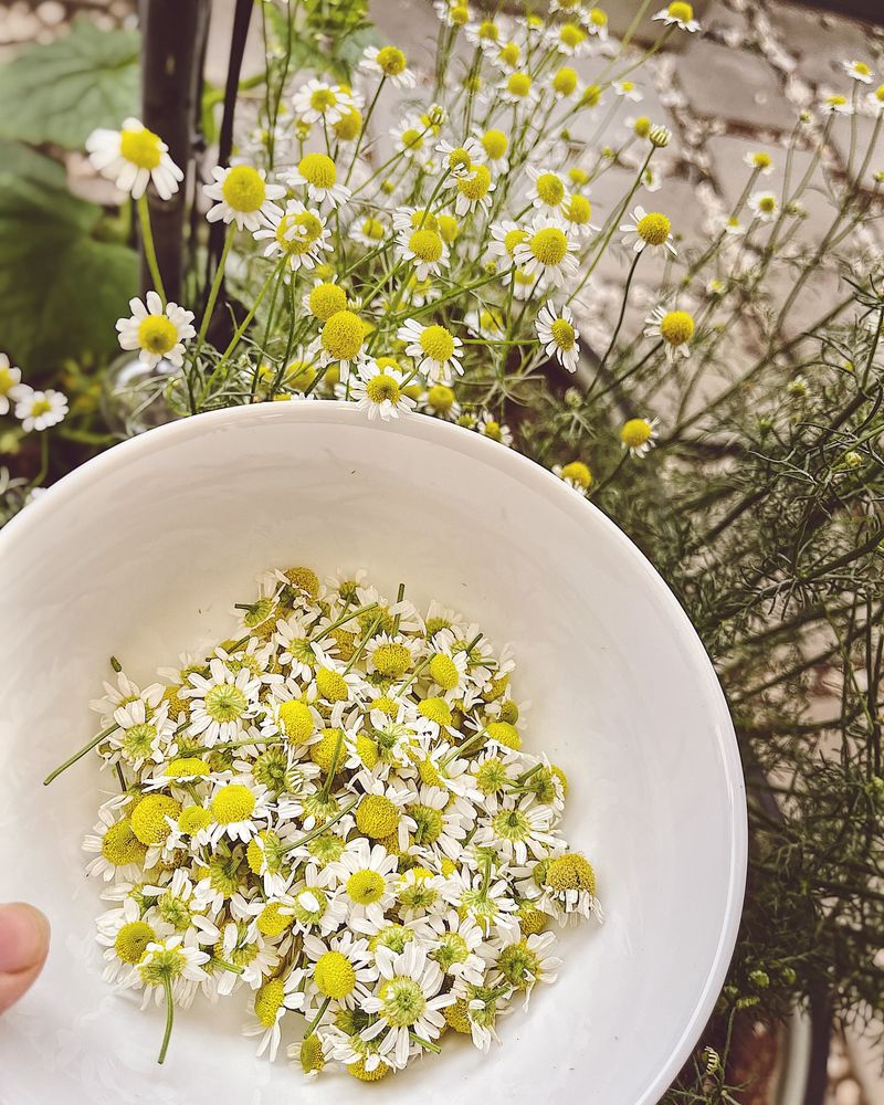 Roman Chamomile