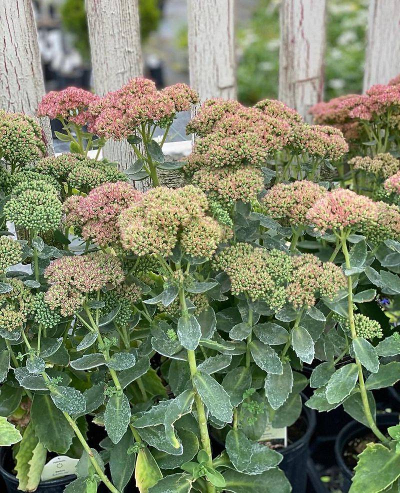 Autumn Joy Sedum