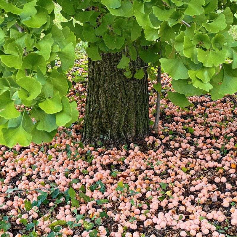 Ginkgo Tree