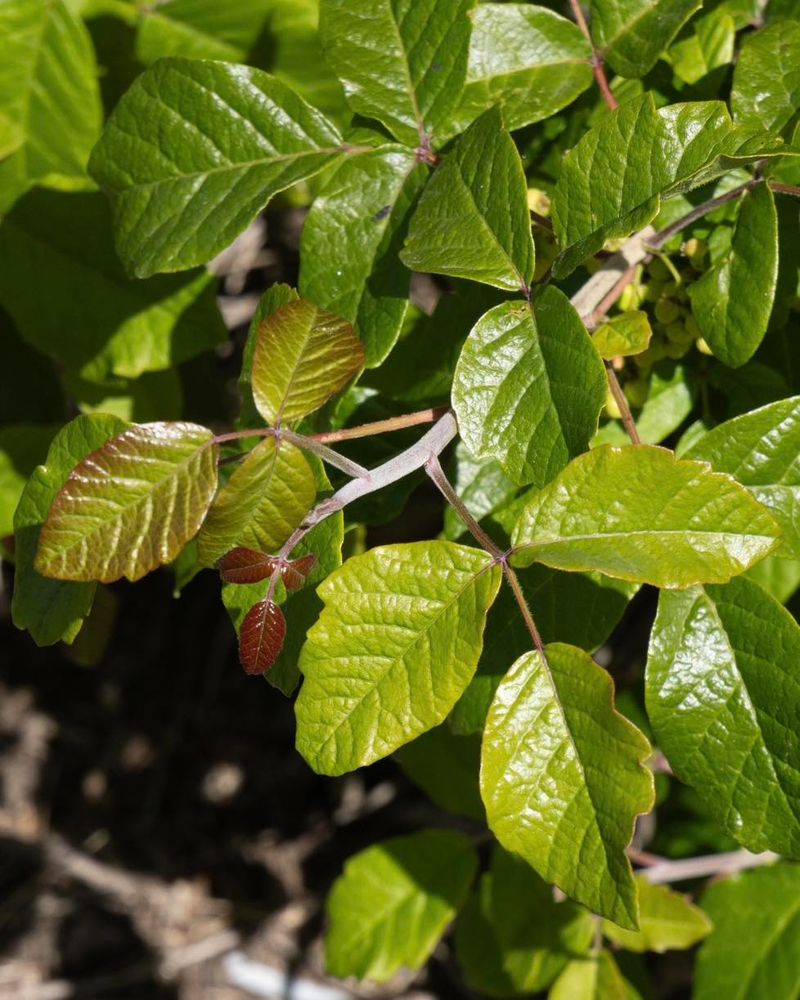 Poison Oak