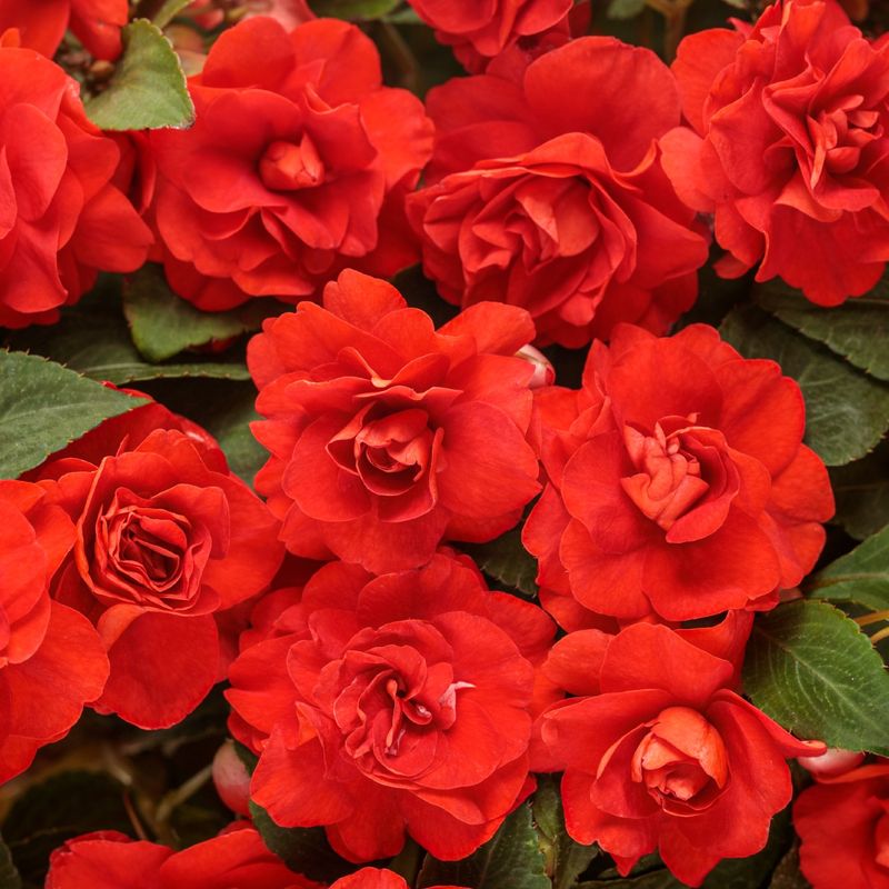 Double Impatiens