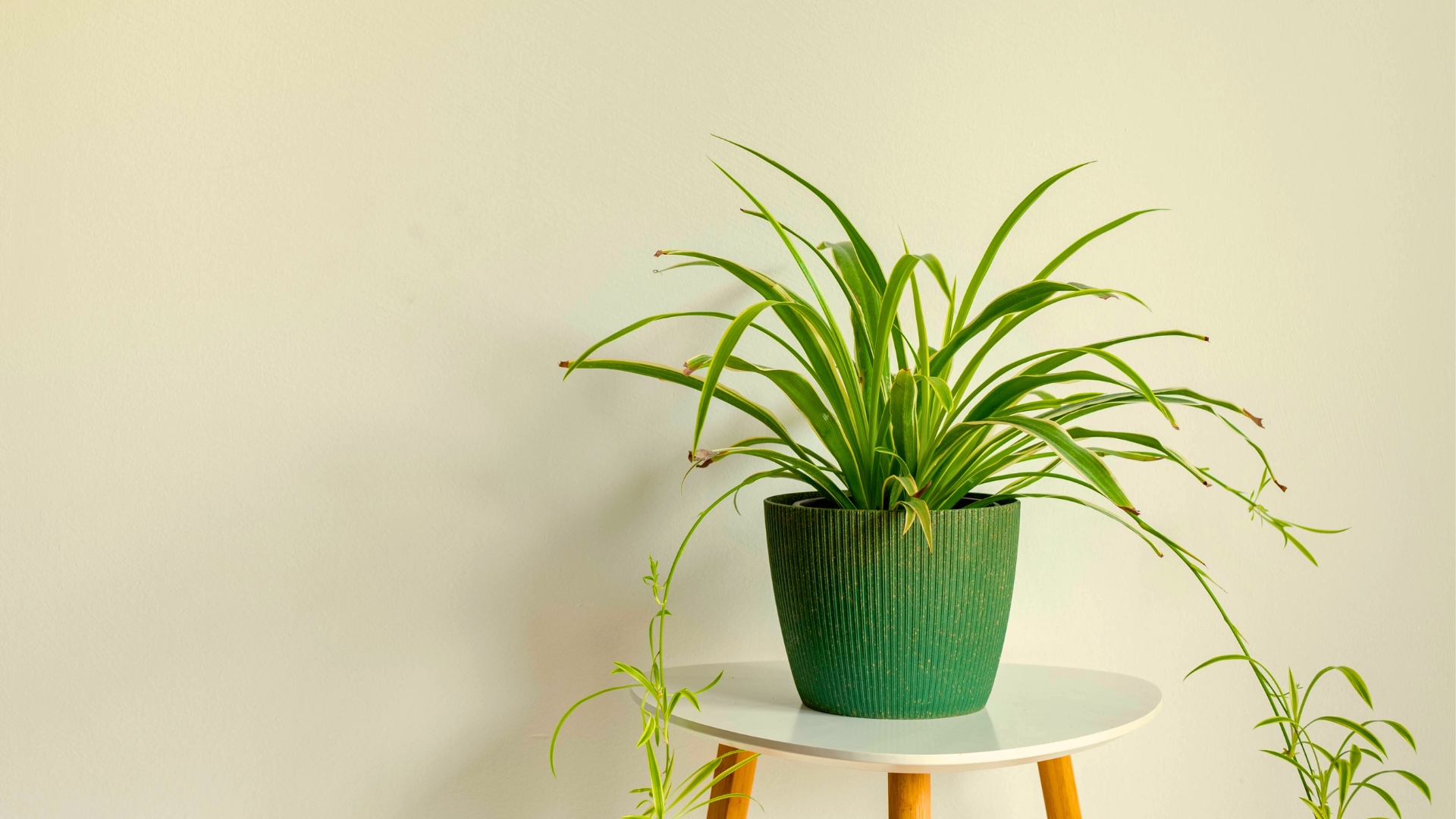 spider plant