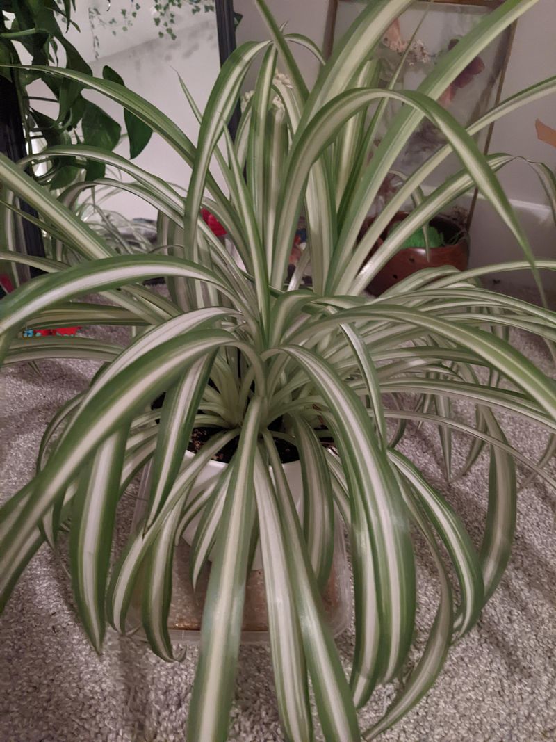 Immature Plant