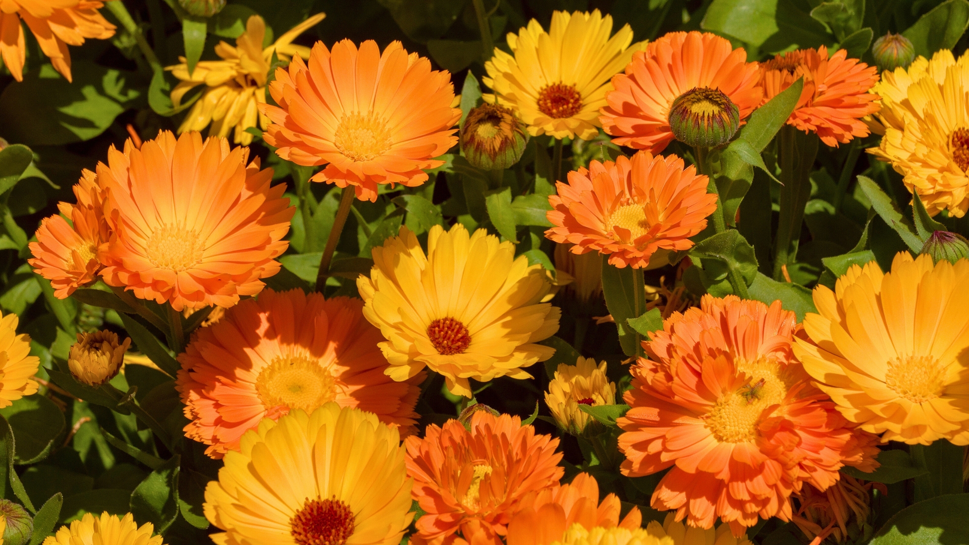 Calendula