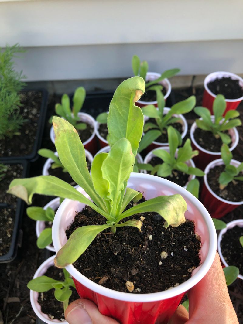Yellowing Leaves