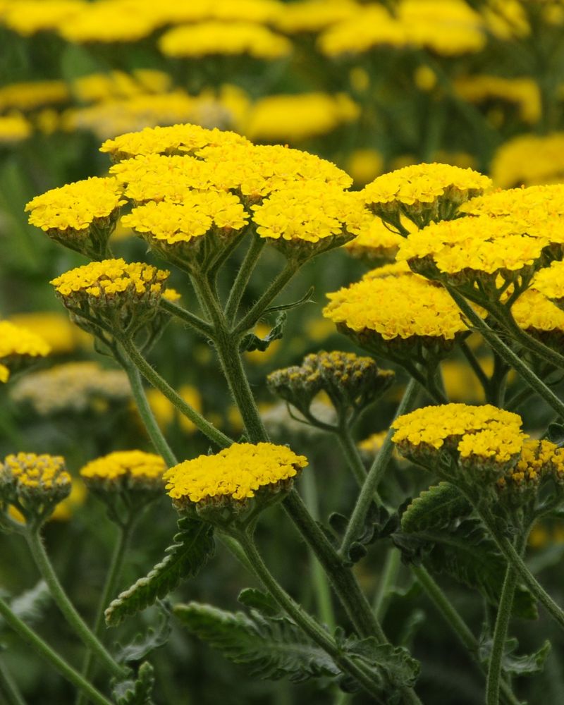 Yarrow