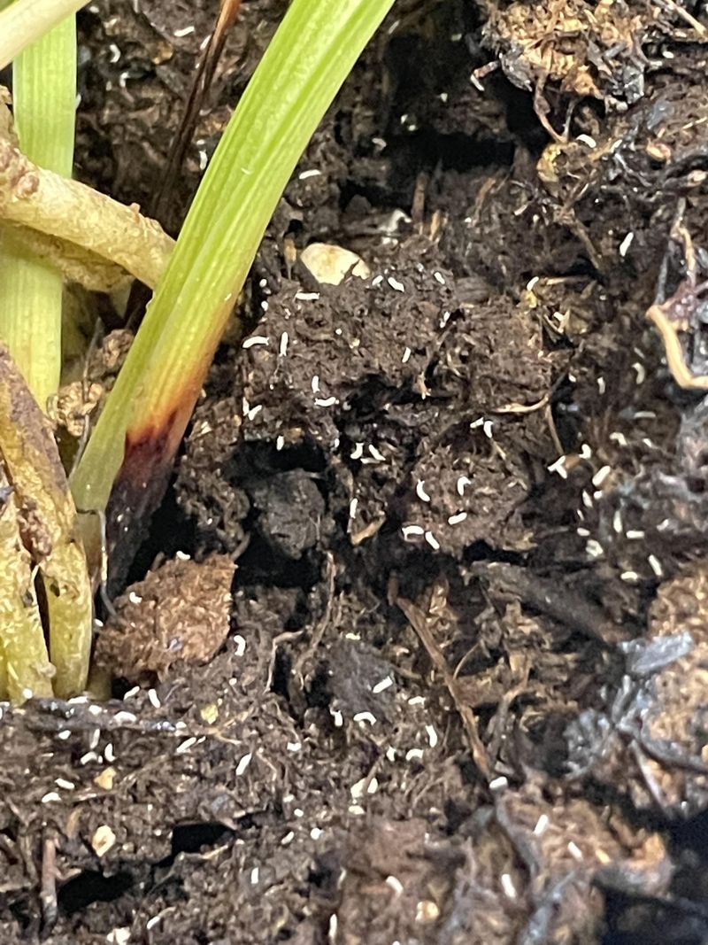 Pest Infestation