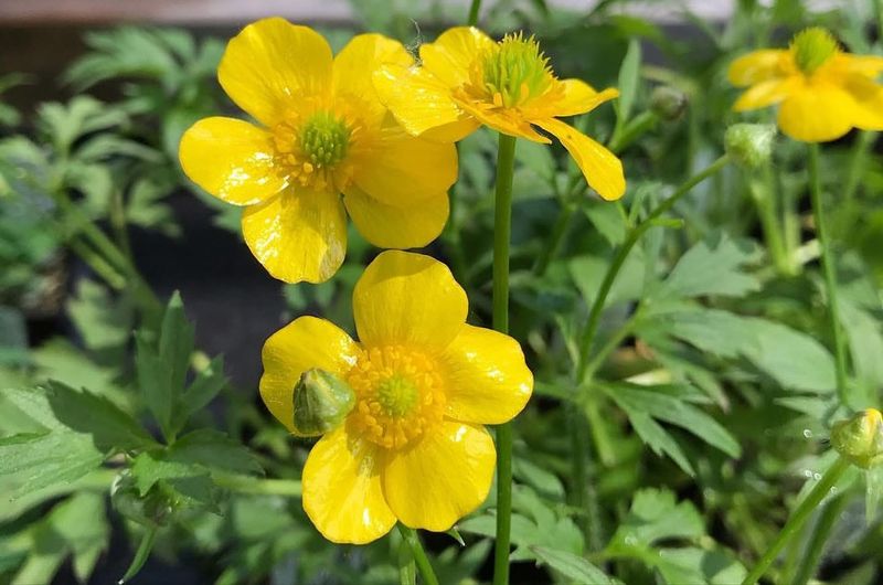 Buttercups