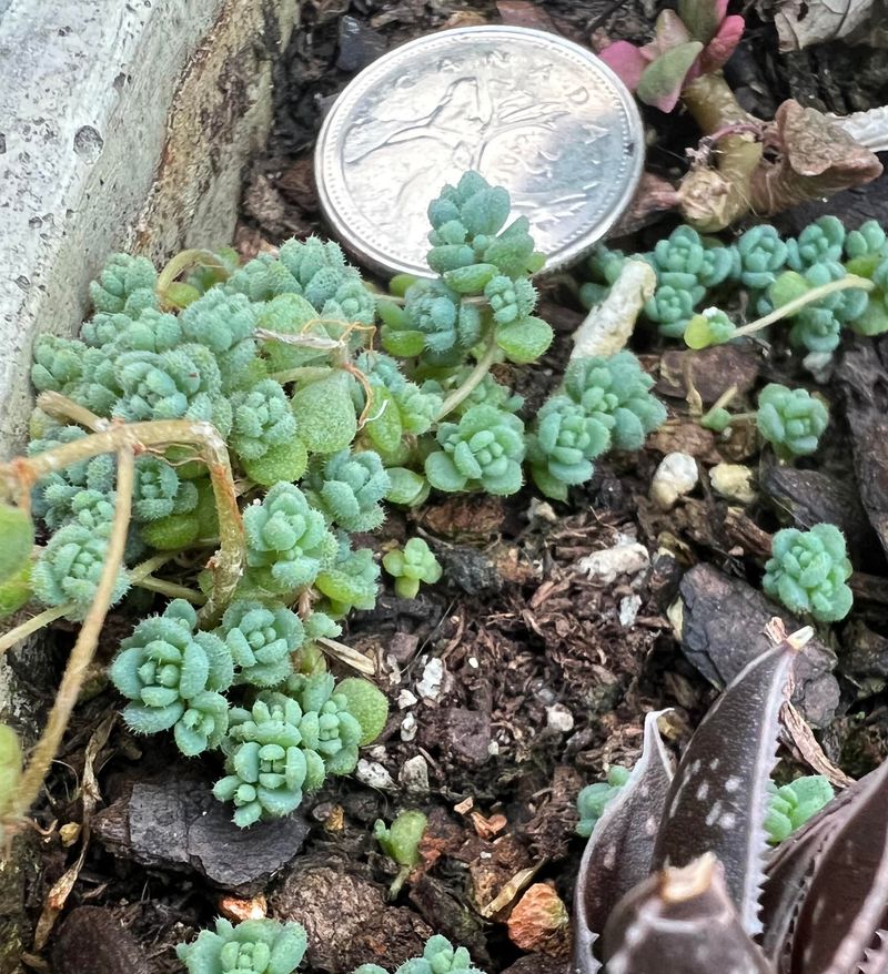 Miniature Stonecrop