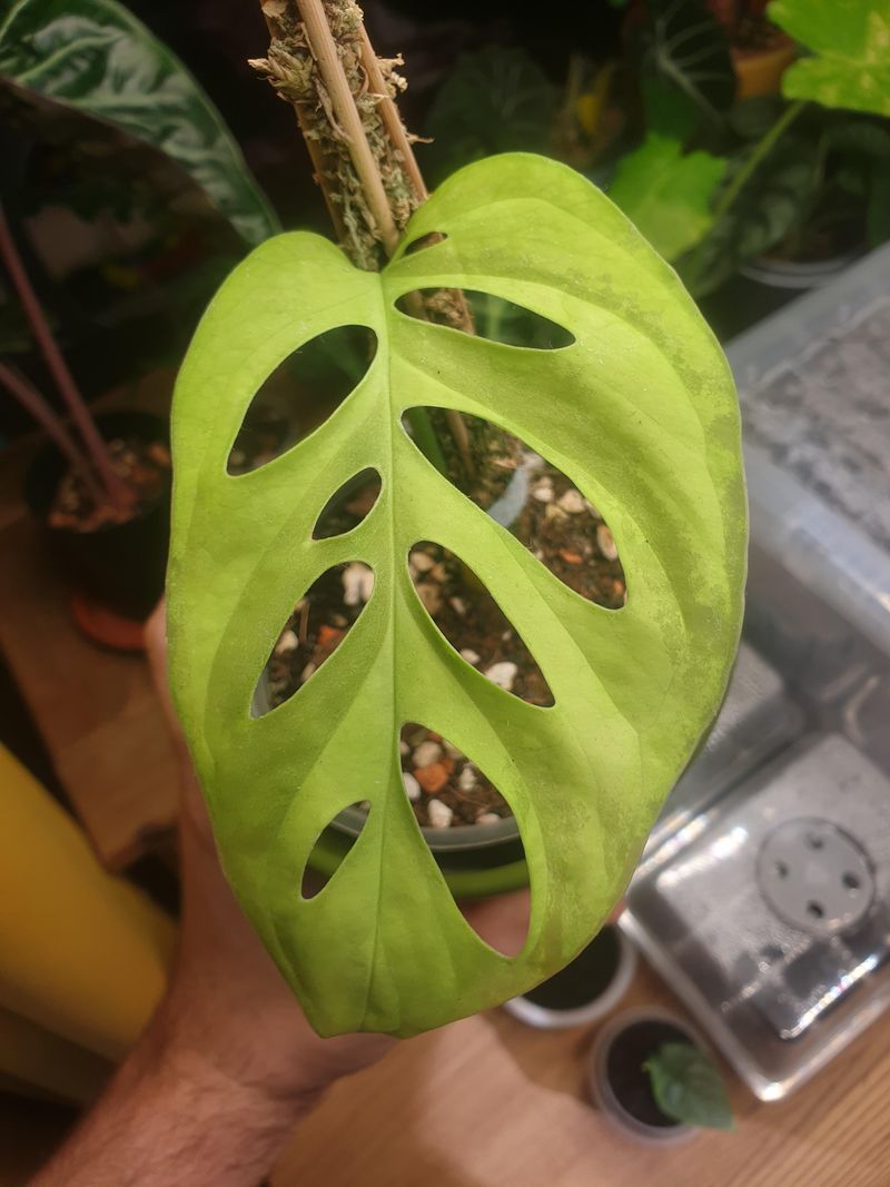 Monstera Epipremnoides Albo