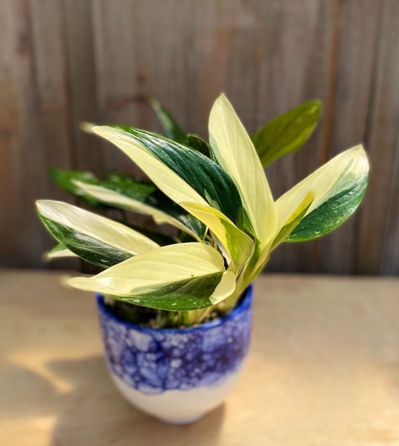 Monstera Standleyana Albo