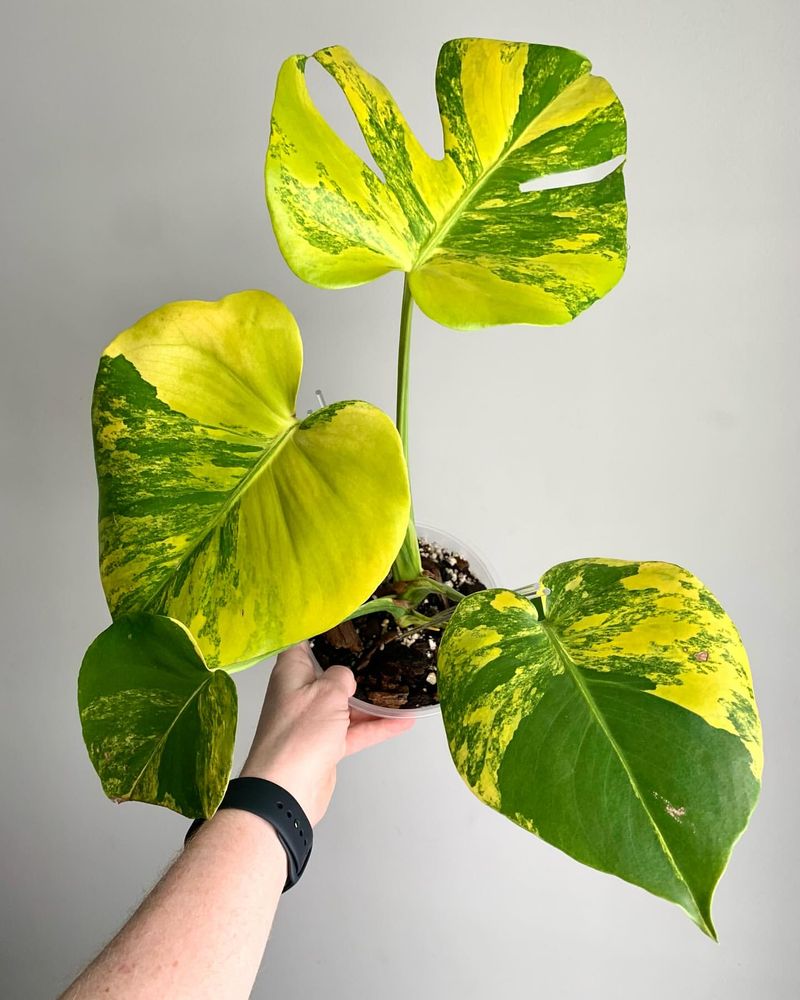 Monstera Aurea