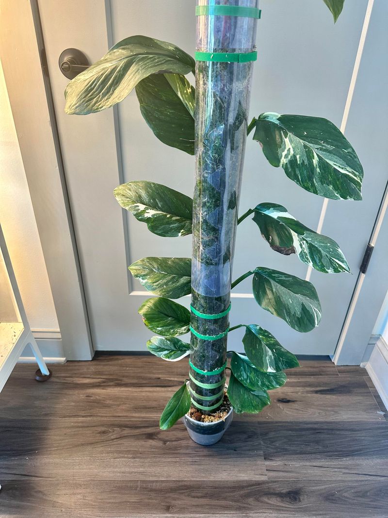 Monstera Lechleriana Albo