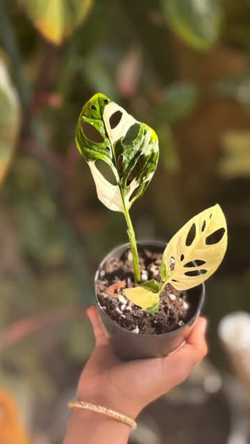 Monstera Acuminata Albo