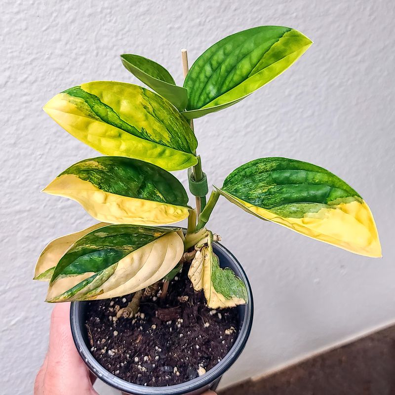Monstera Karstenianum Albo