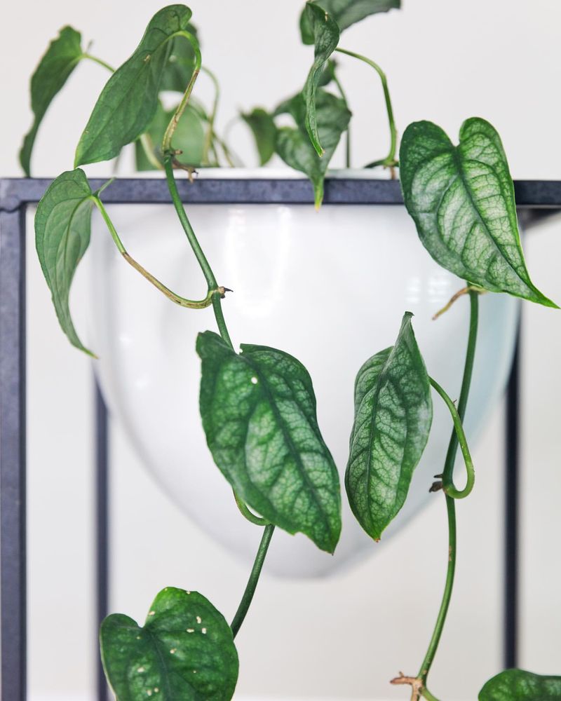 Monstera Siltepecana Albo