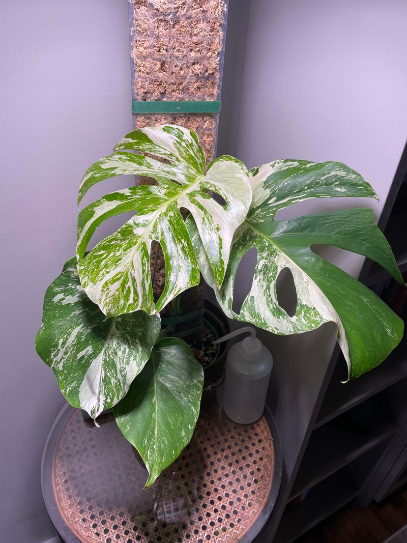 Monstera Dubia Albo