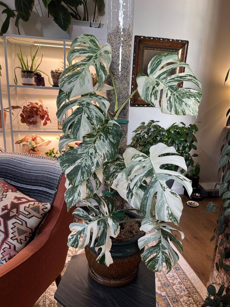 Monstera Obliqua Albo