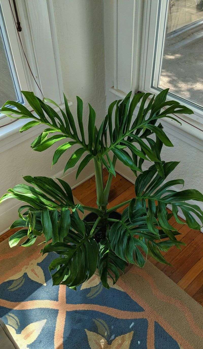 Monstera Pinnatipartita Albo