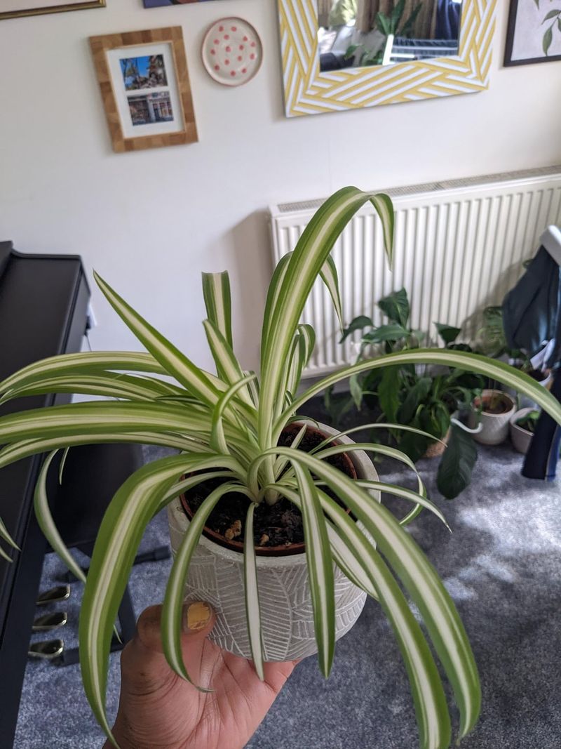 Improper Watering