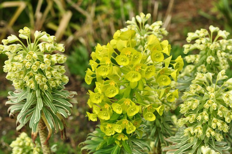 Euphorbia