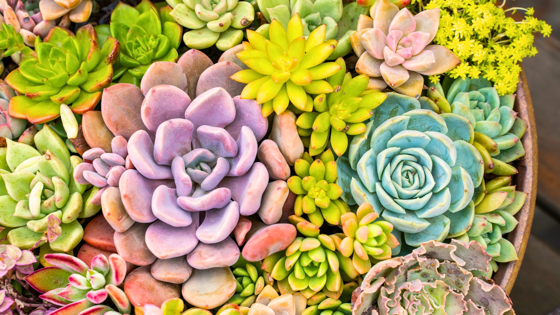 Succulents