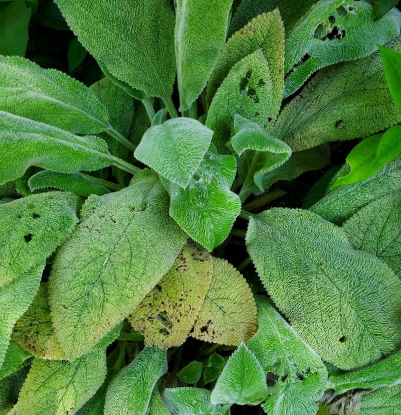 Lamb's Ear