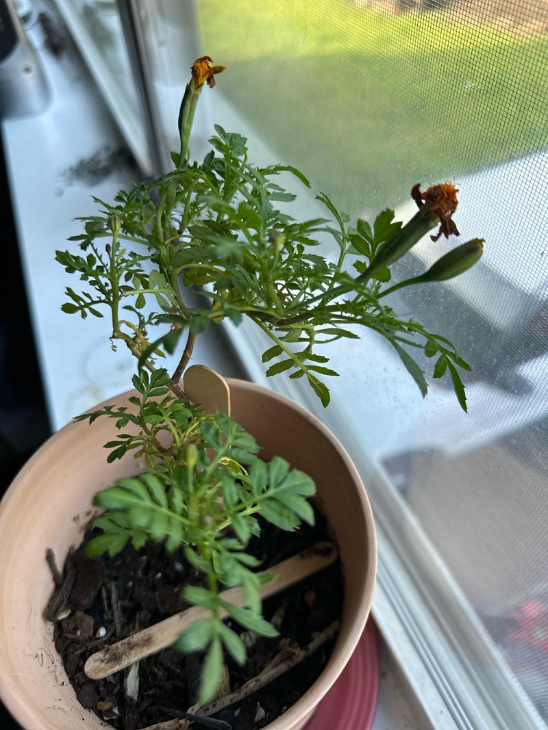 Wilting Flowers
