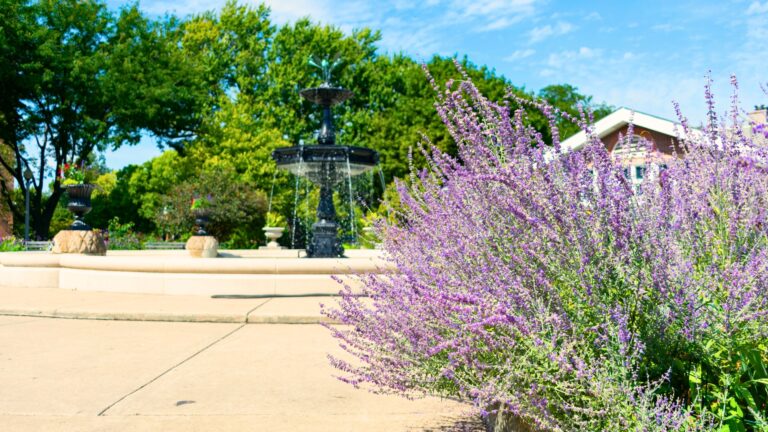 Russian Sage