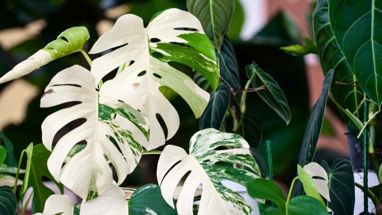 Monstera Albo