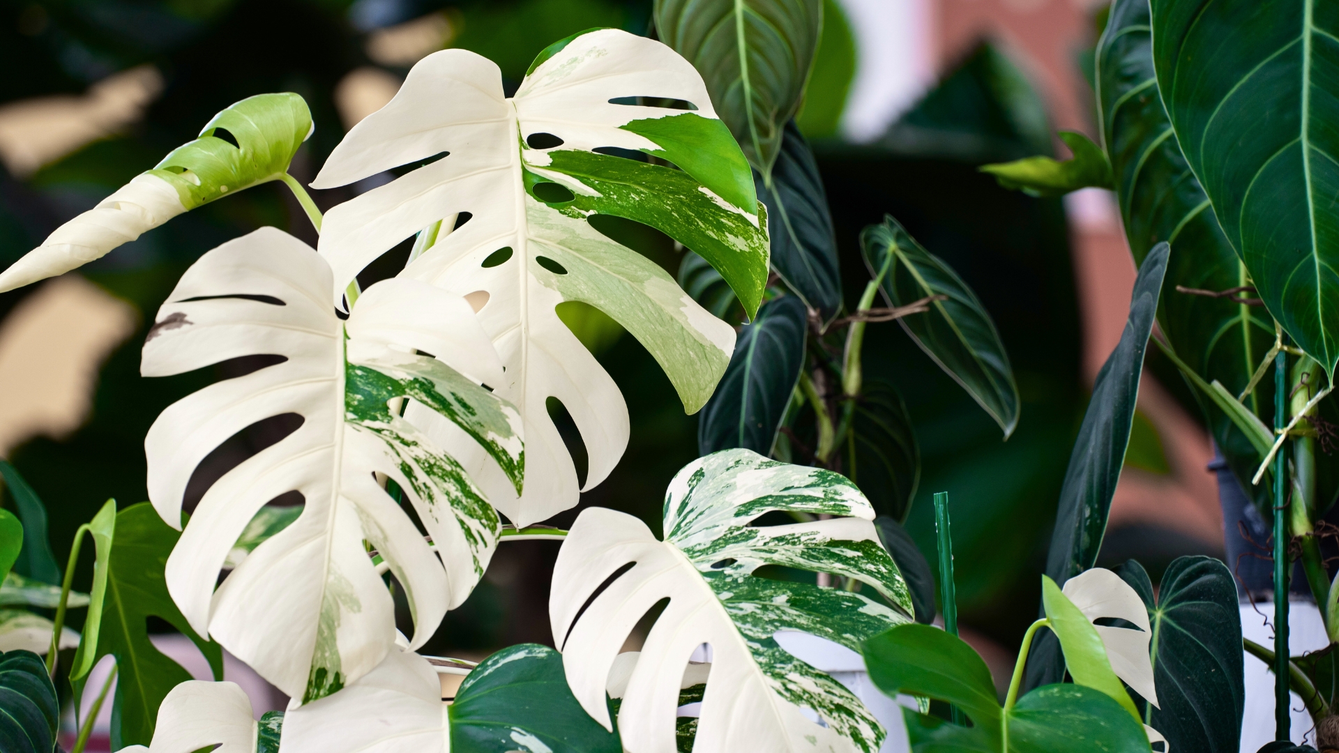 Monstera Albo