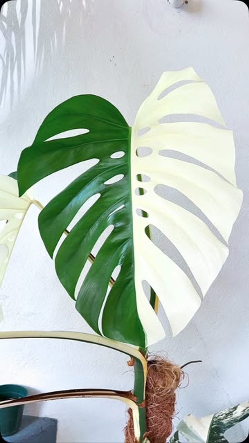 Monstera Deliciosa Albo Variegata