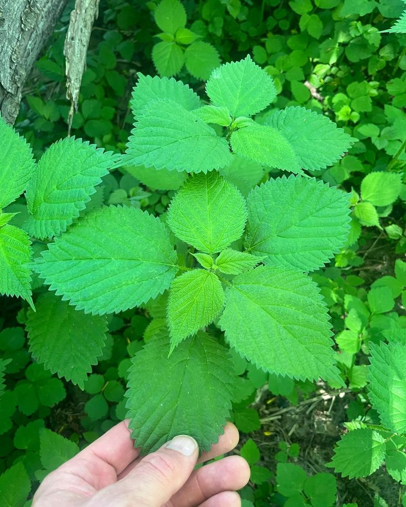 Wood Nettle