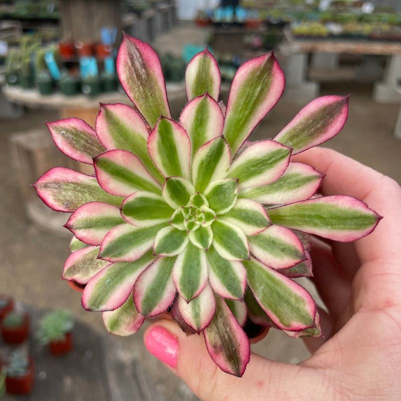 Consider Summer Dormancy