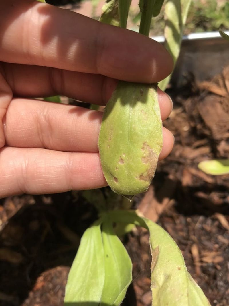 Brown Leaf Edges