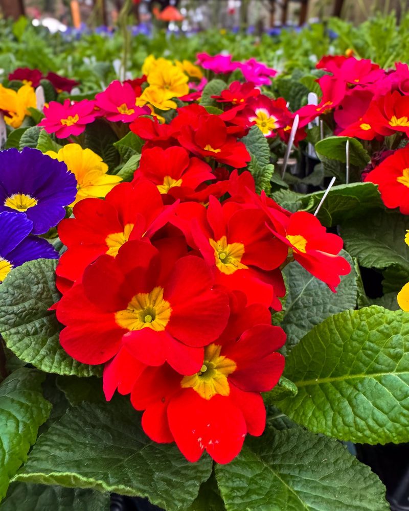 Garden Primrose
