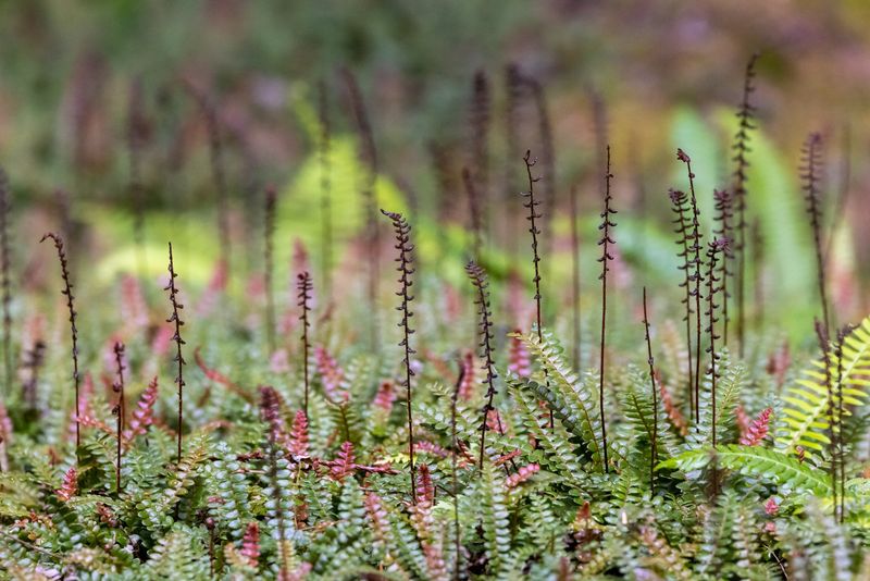 Alpine Water Fern