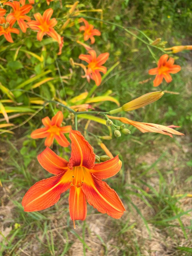 Daylilies